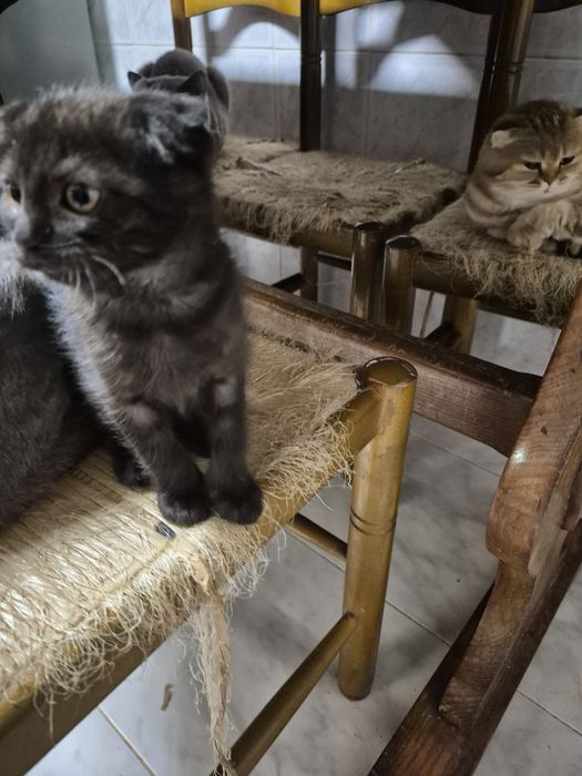 Scottish fold preto smoking macho