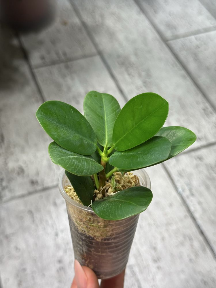 Фикус Суперба, Старлайт, cv. Green Islang variegated