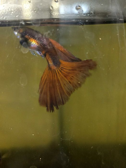 Gupik  Black Red King samiec