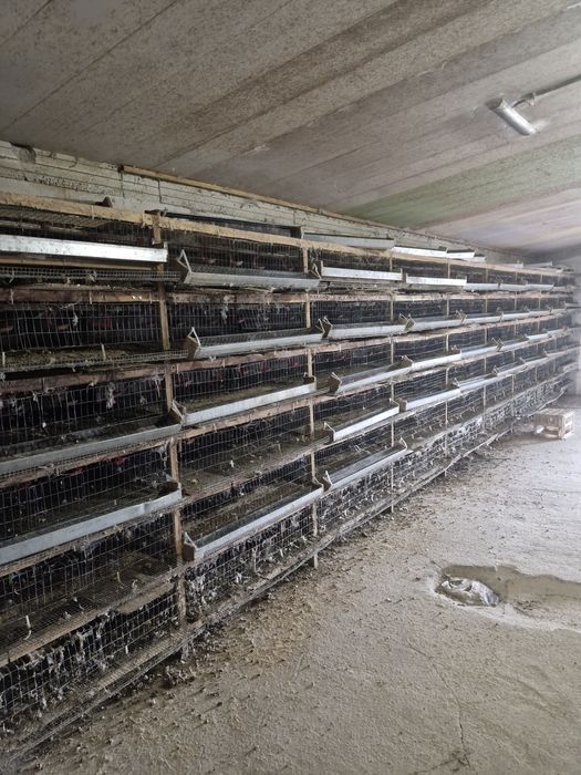 Обладнання для перепелиної ферми