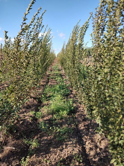 Grab kolumnowy Fastigiata