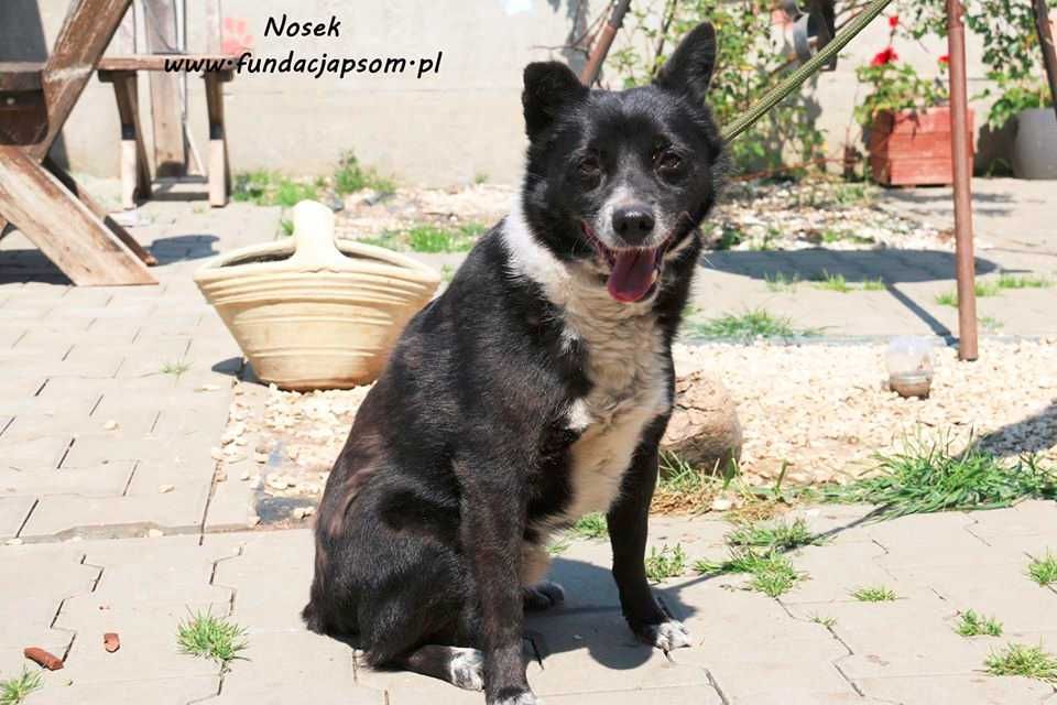 Nosek - spokojny psiak