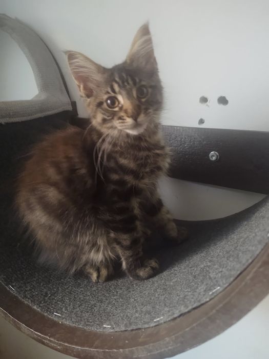 Kocurek Maine Coon