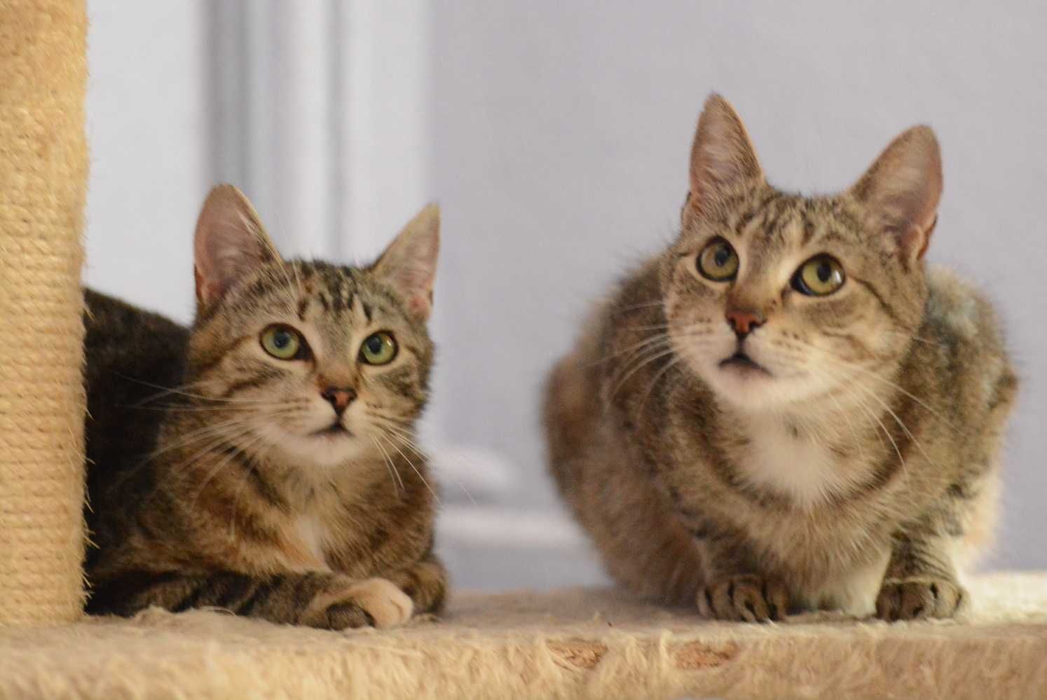 Bure,pręgowane kotki,kociczki,mama i córka,razem lub osobno.ADOPCJA