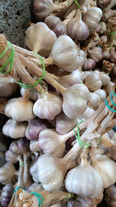 Czosnek Harnaś wiązki 6 i 6,5 cm