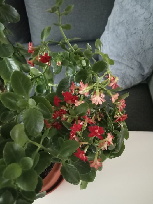 Dorodny KWIAT Kalanchoe Kwitnący w pięknej doniczce , wys.50 cm_