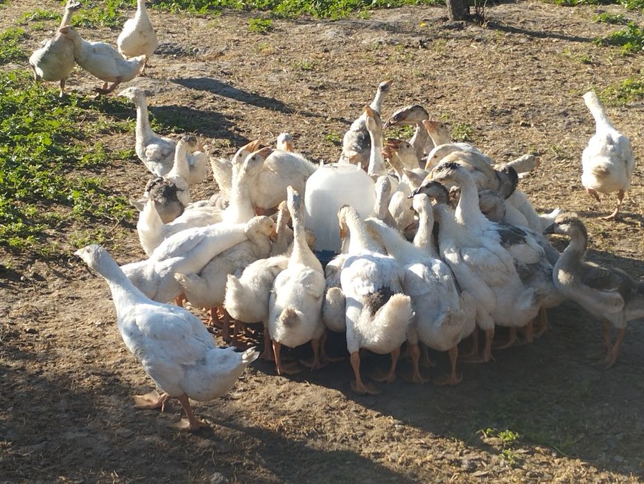Продам гусей 5 місяців.
