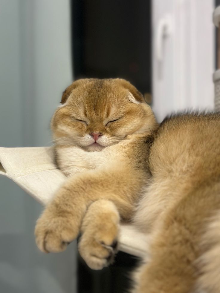 Присмотр за кошками и котиками. Одесса. 
Персональная котоняня