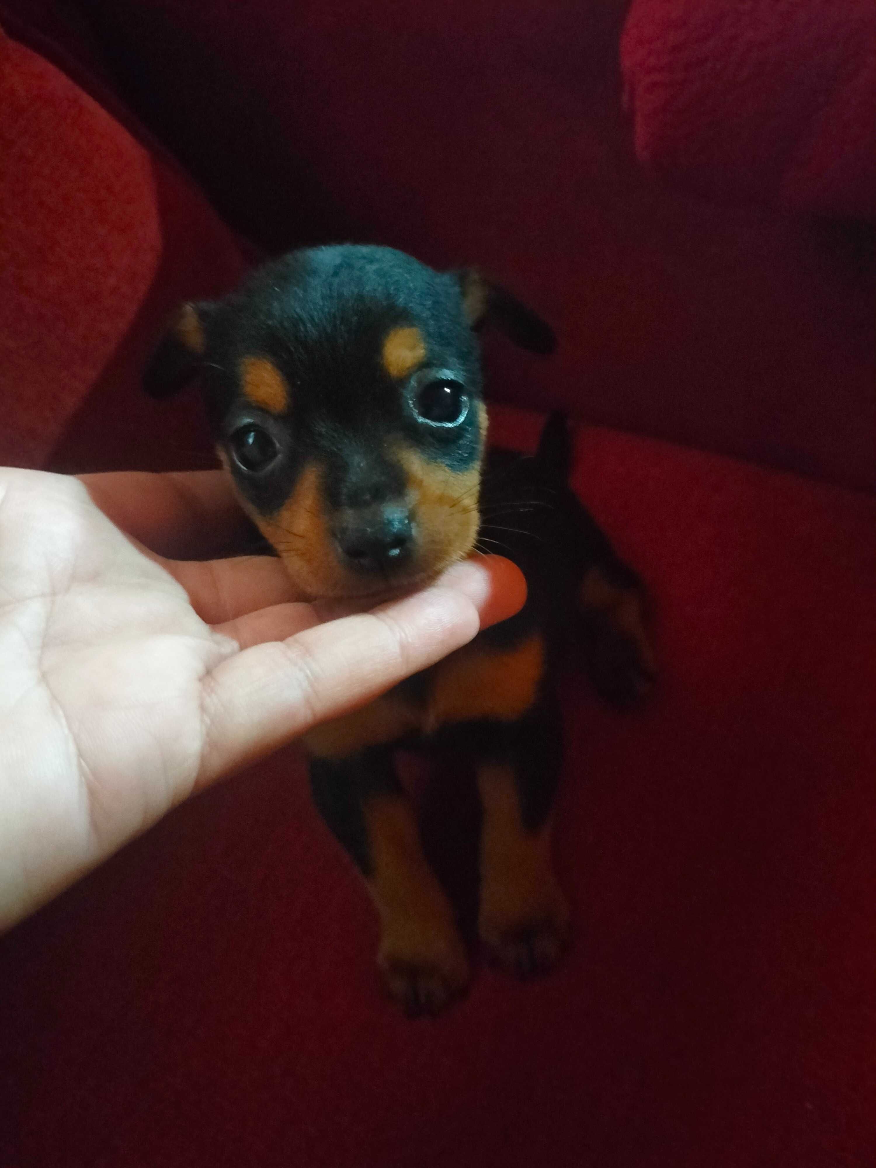 Pinscher fêmea belíssima