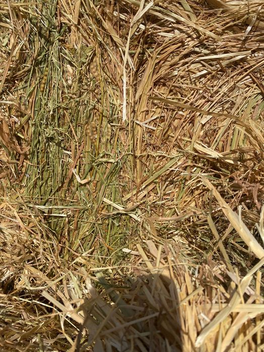 Fardos forragem raigrass