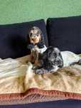 Piękna suczka Cocker spaniel angielski