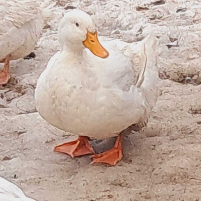 Kaczki, kaczogęsi duże mięsne, do uboju