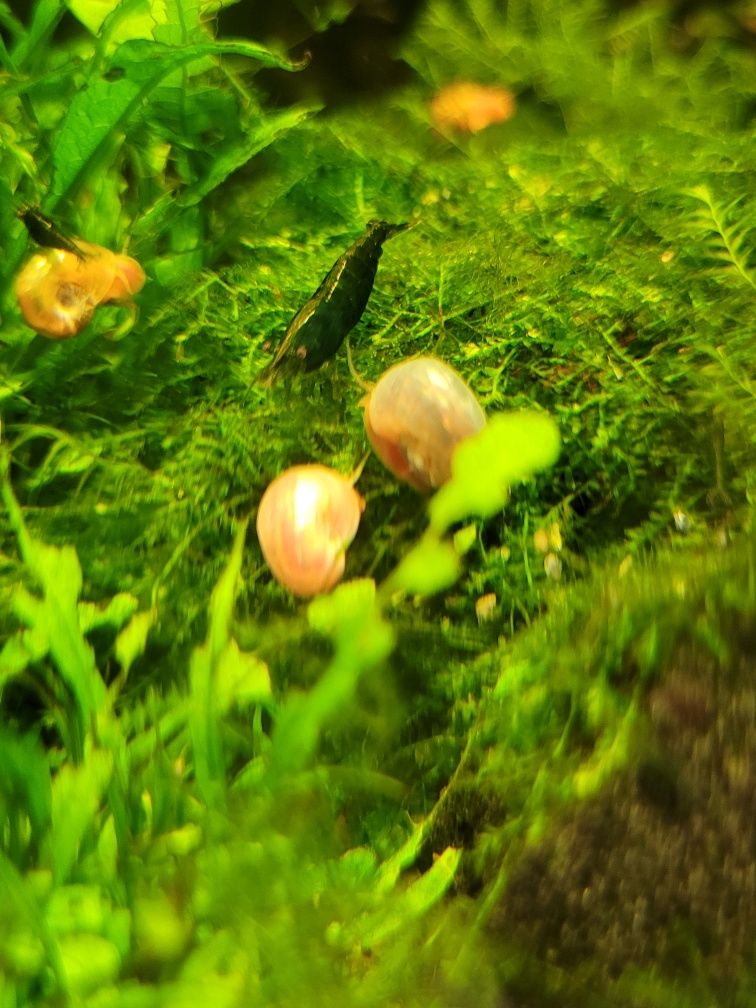 Krewetki green jade dark