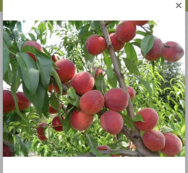 Саджанці плодових дерев та ягідних кущів