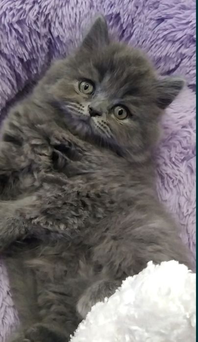 Породистые шотландские котята