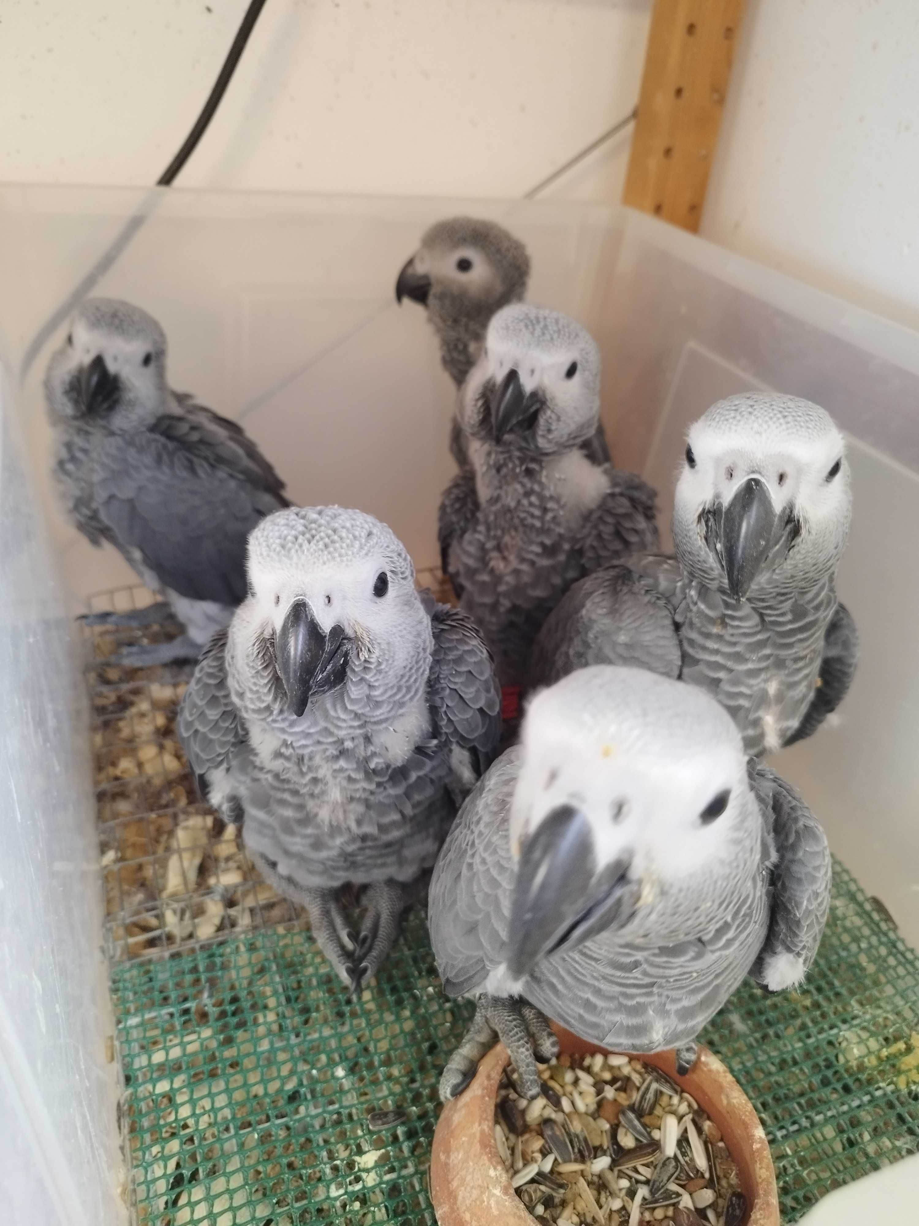 Papagaios cinzentos