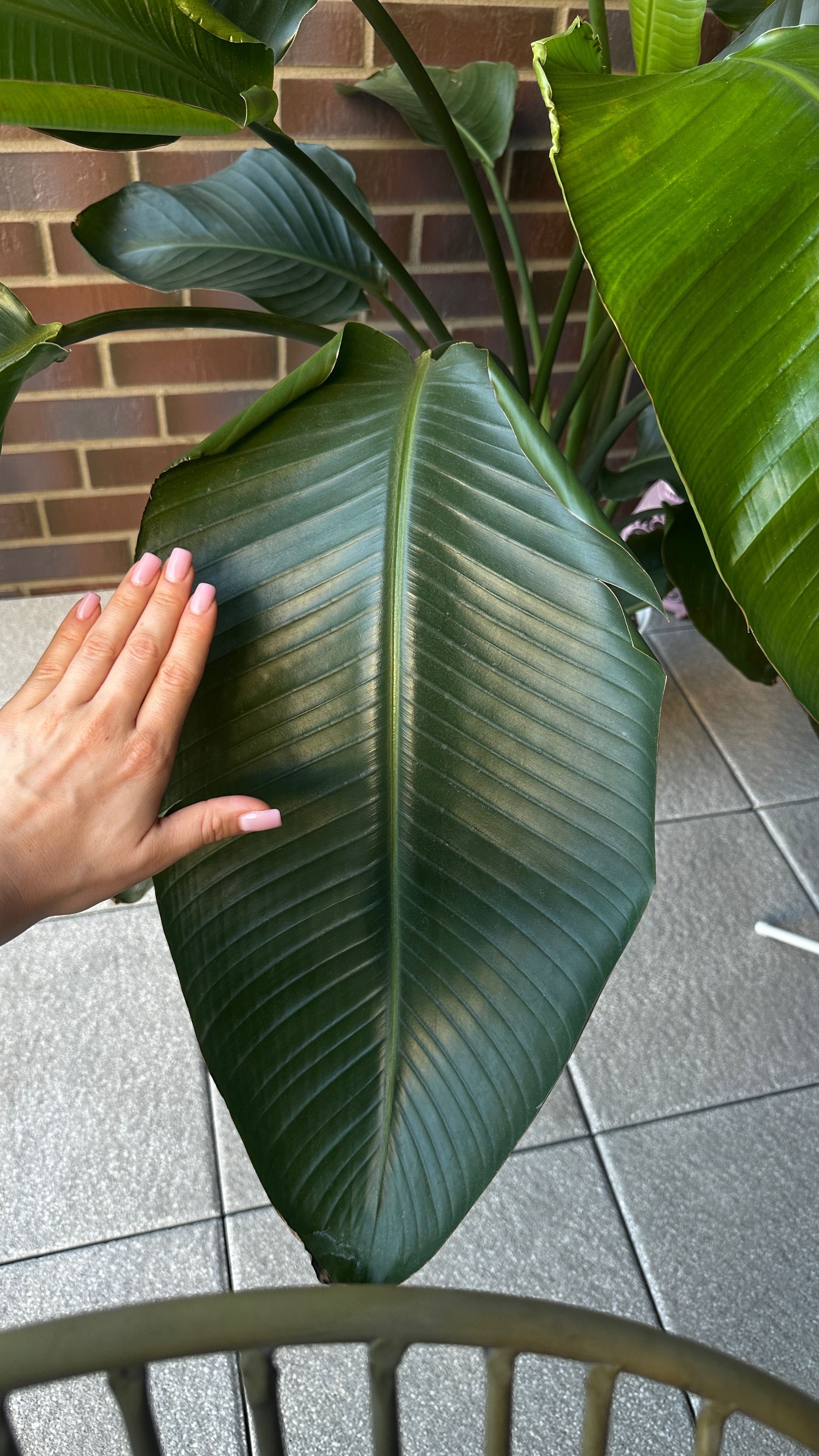 Strelicja biała 155cm