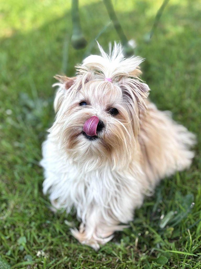 Sunia Yorkshire terrier Golddust