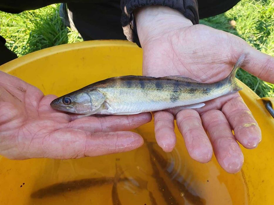 Karp karaś lin amur koi tołpyga węgorz sandacz Jesiotr pstrąg narybek