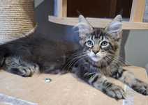Czarna pregowana Maine Coon