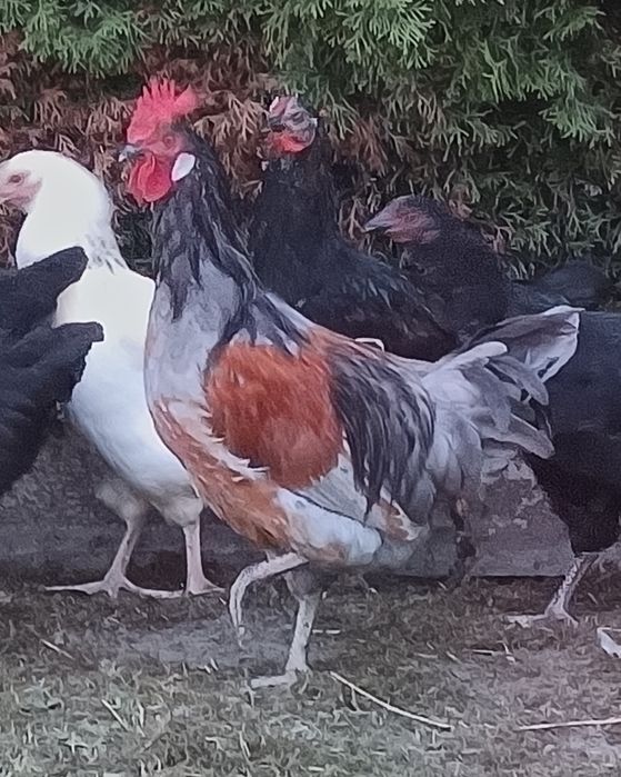 Sprzedam koguta z maja
