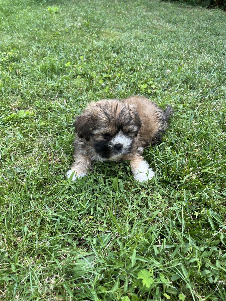 Suczka rasy Shih tzu