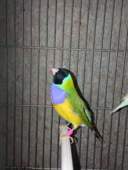Vendo ou troco Diamantes gould cor verde macho por fêmea