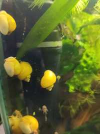 Ślimaki akwariowe żółte duże