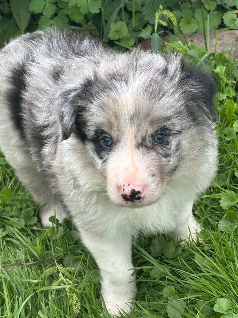 Border collie - piesek blue merle