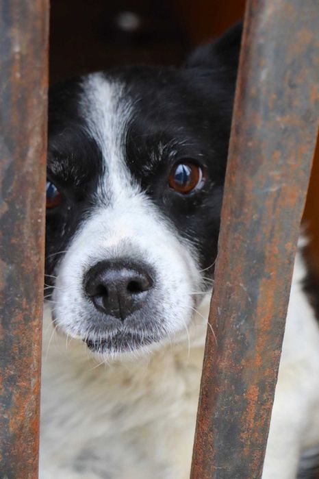 PILNE!Przekochany, towarzyski, grzeczny piesek szuka dobrego domu