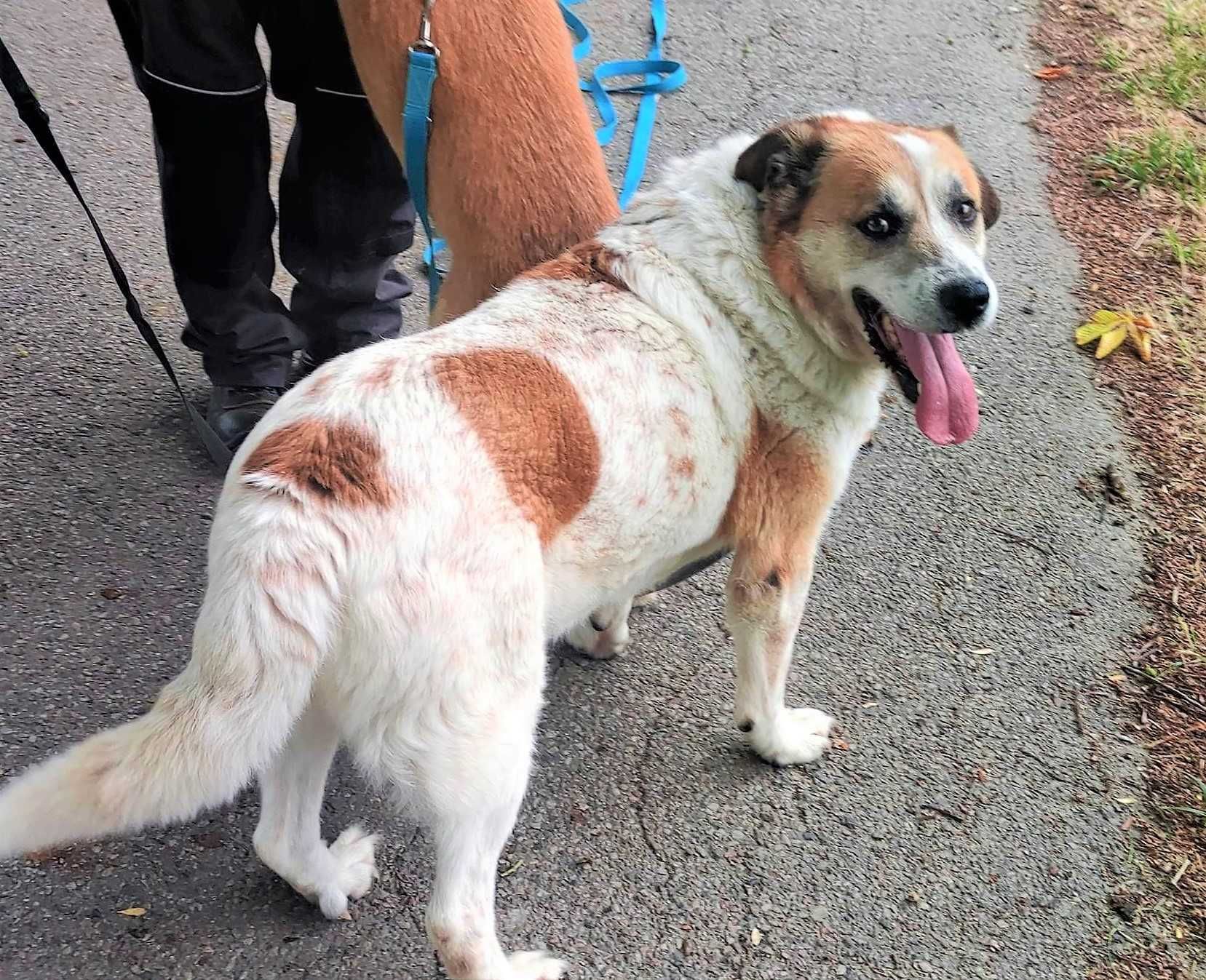 SPOKOJNY, ŁAGODNY, towarzyski, ładny, duży psiak - czeka 5 lat ADOPTUJ