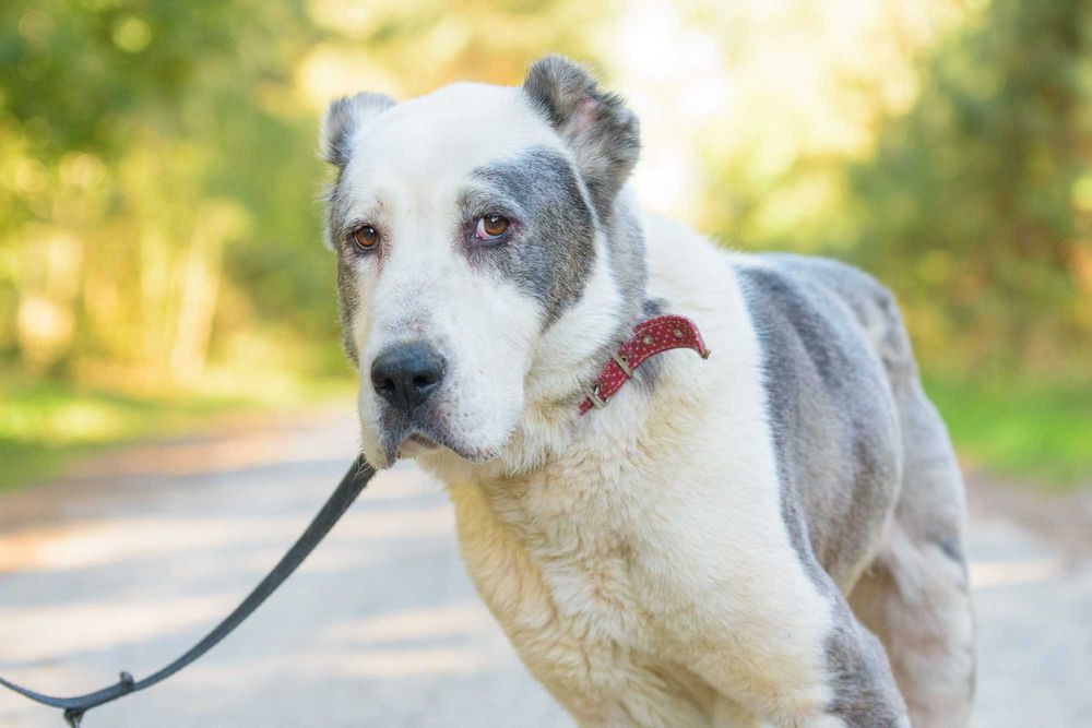 Soma - w typie alabai / owczarek środkowoazjatycki, piękna jasna sunia