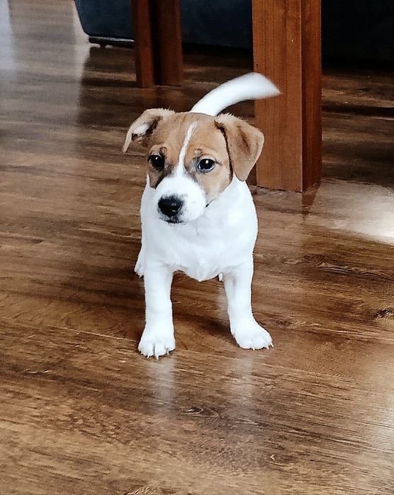 Jack Russell terrier suczka