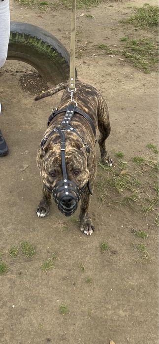 Питбуль ищет девочку для вязки