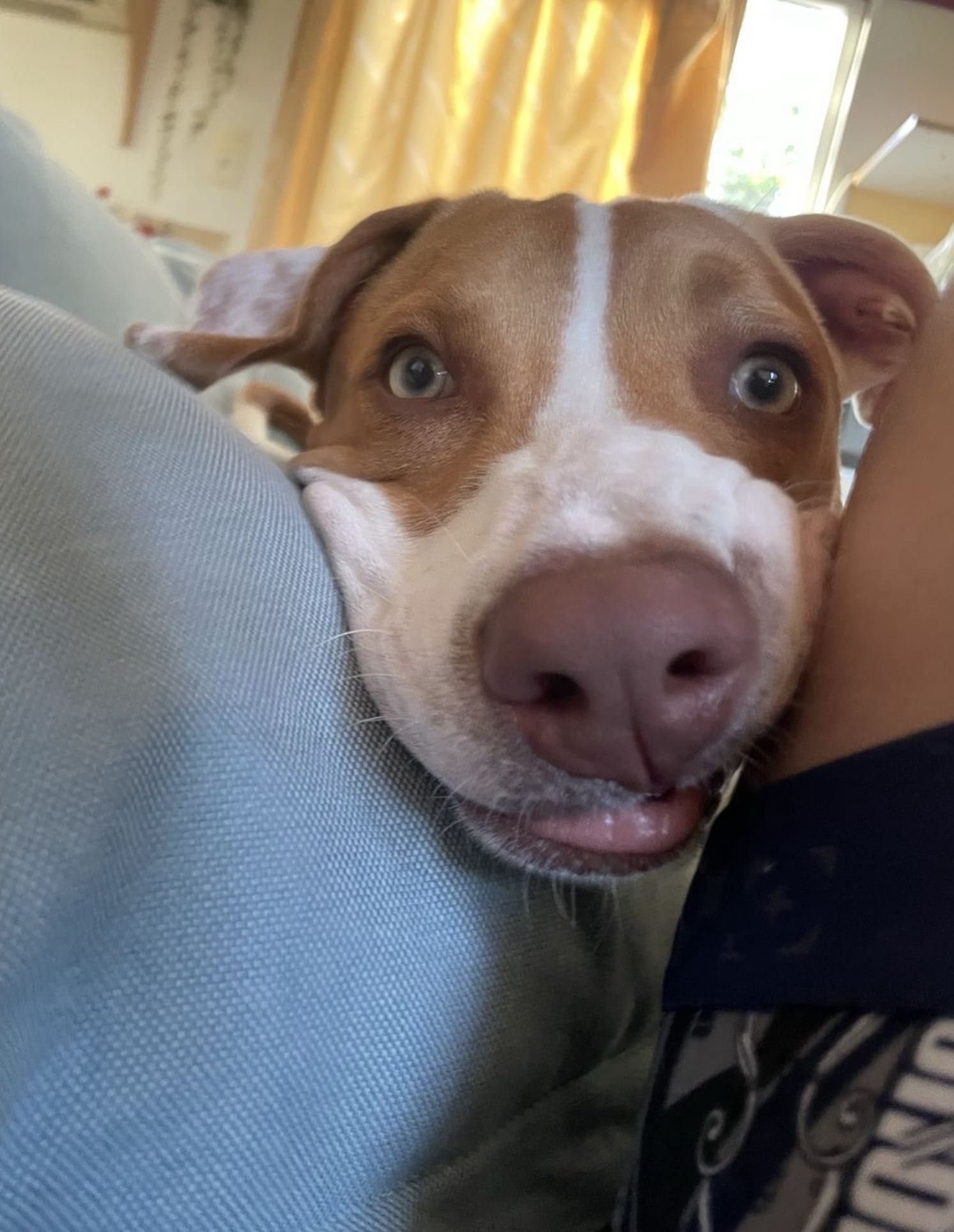 Cão jovem para adoção