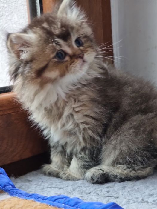 Kotek kotki Brytyjski Długowłosy