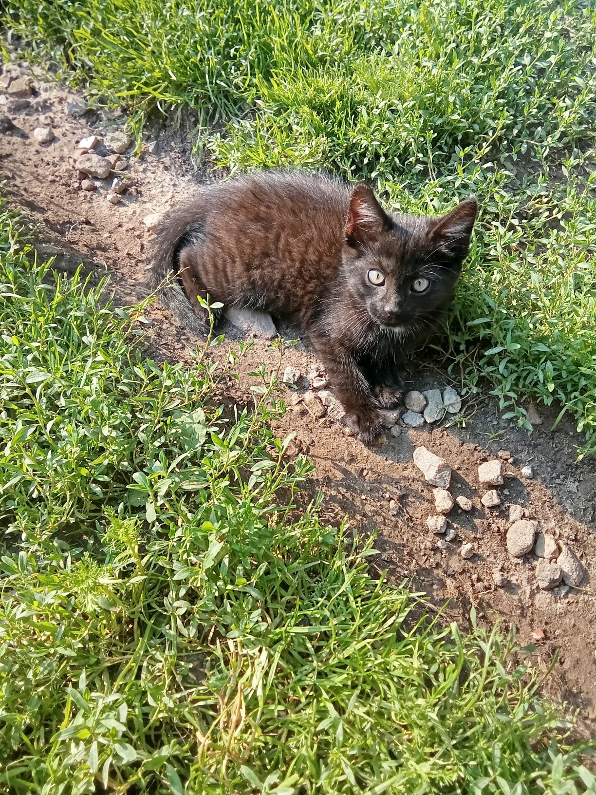 Oddam kociczkę za darmo