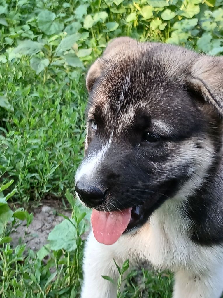 Цуценята хаскі плюс Східносибірська лайка