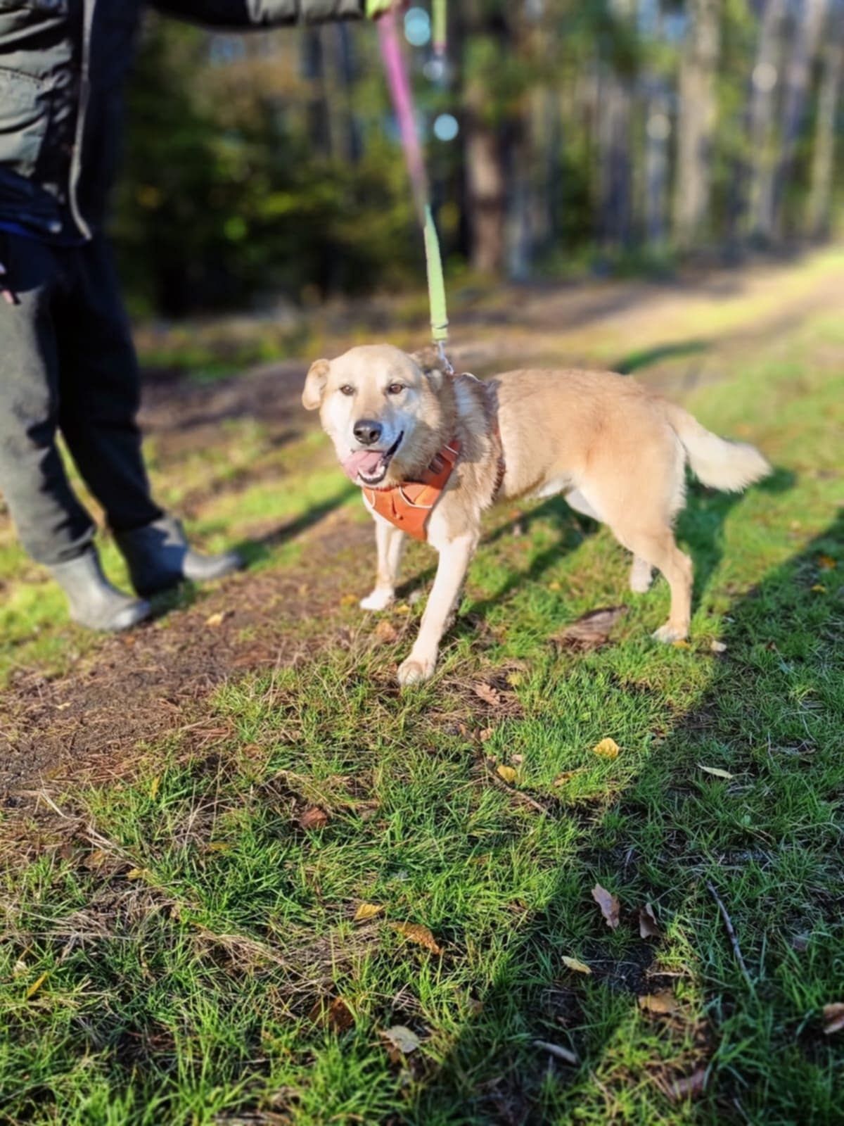 Młody Tofik w typie rasy Shiba Inu,radosny,aktywny,grzeczny pies