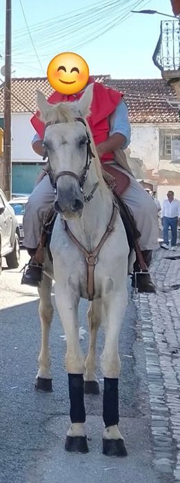 Cavalo Lusitano Ruço