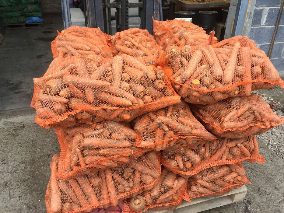 Marchew odpadowa dla zwierząt/przemysł/paszową