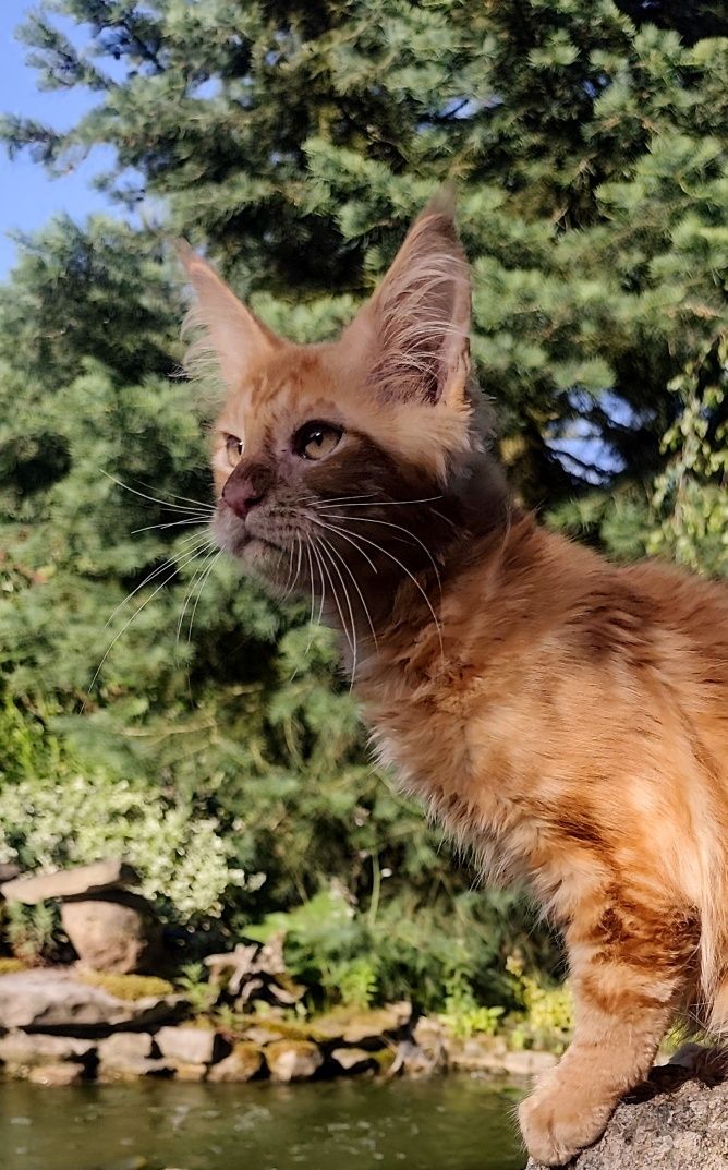 Rudy, największy z miotu Maine Coon/ hodowla