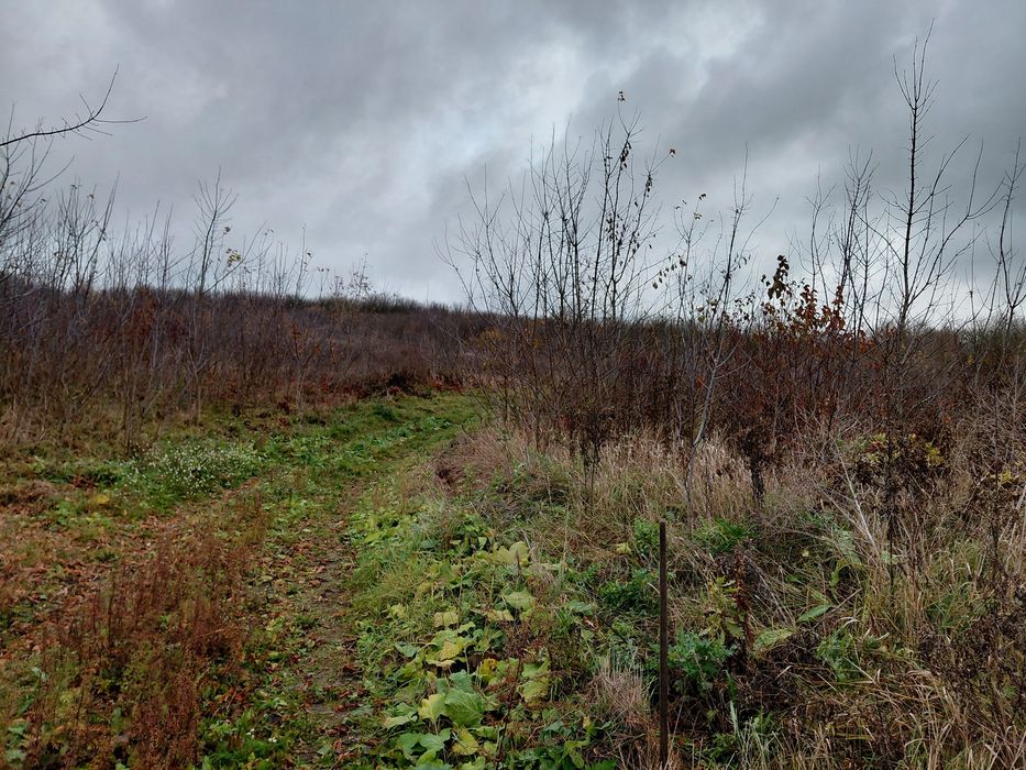 Продається земельна ділянка кленовий гай