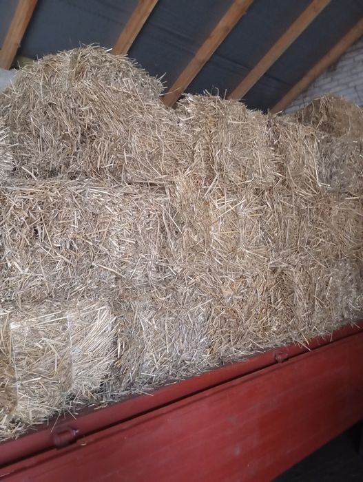 Sprzedam słomę w kostkach, siano w kostkach i żyto