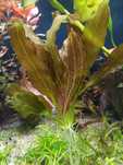 Żabienica rose, Echinodorus rose