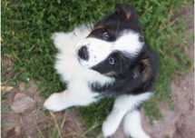 Piesek Border Collie - czarno-biały tricolor (badania rodziców)