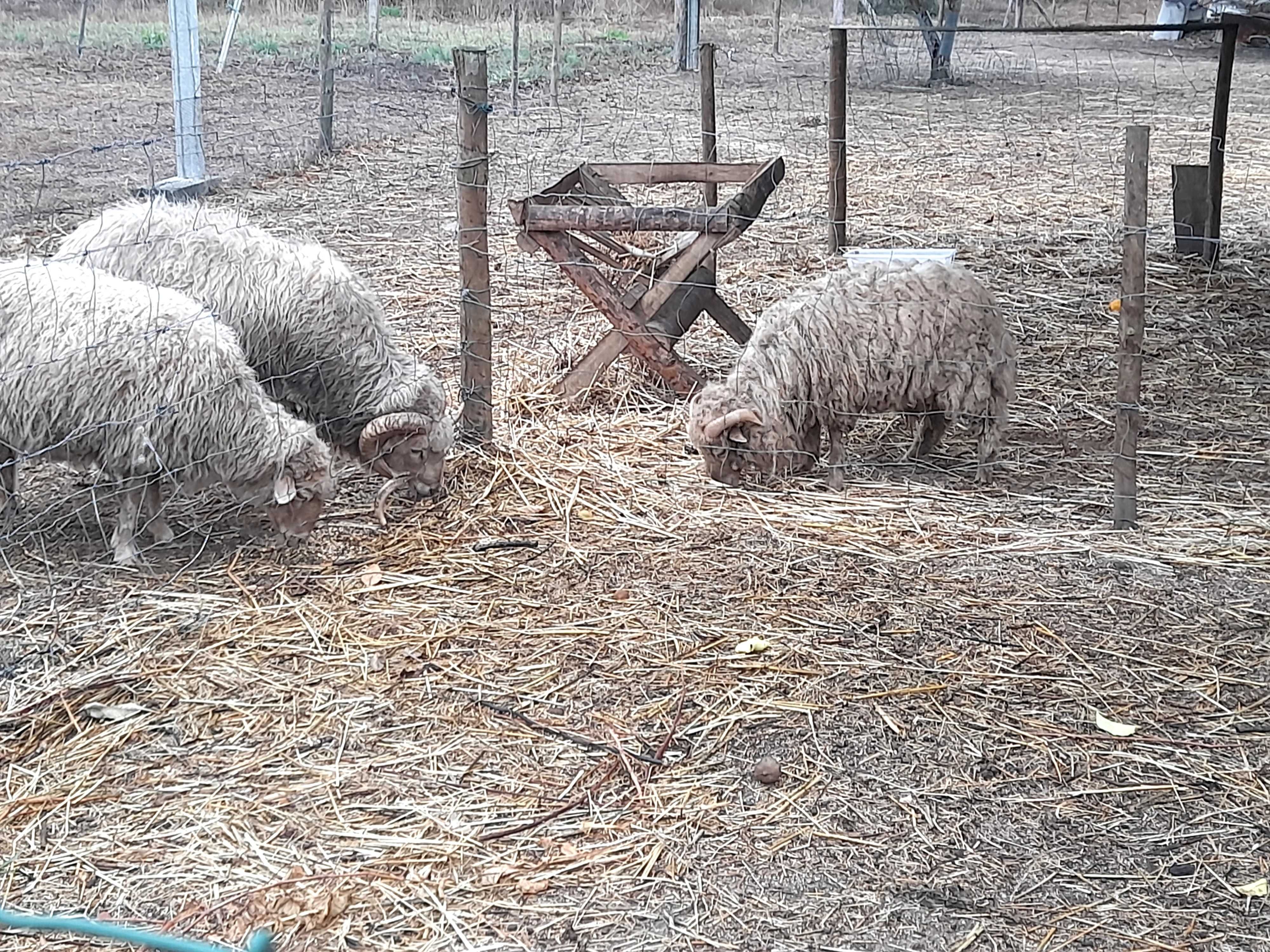 Borrego meiguinho
