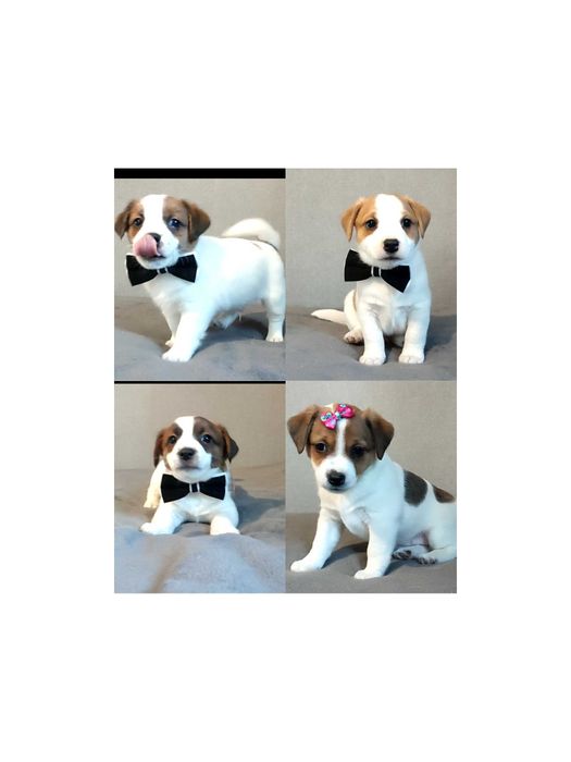 Джек Рассел терьер ККУ WKU ,родословна,документи