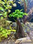 Anubias na korzeniu