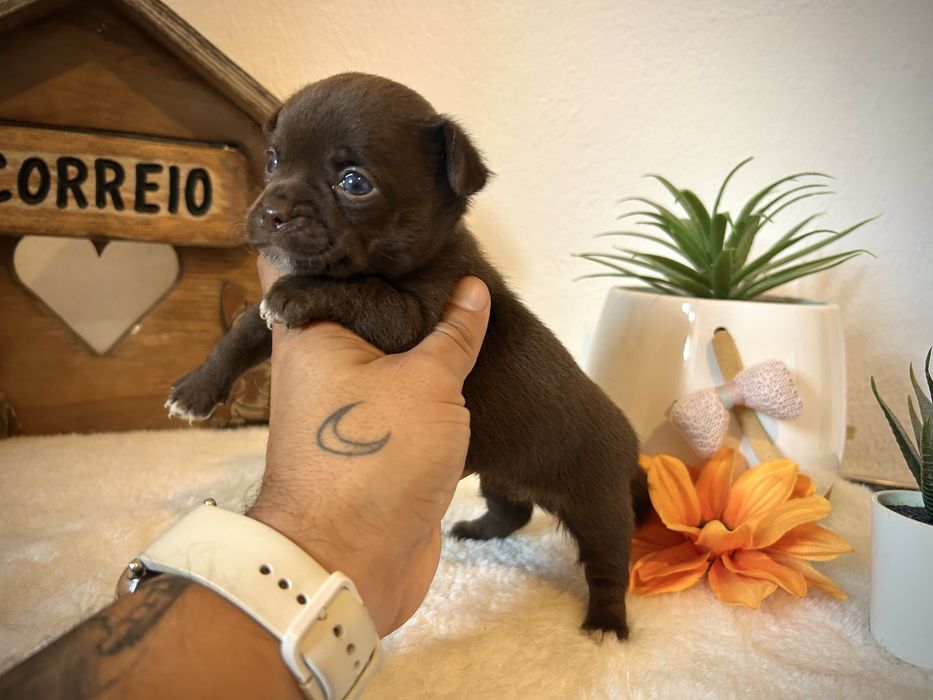Menino chihuahua chocolate
